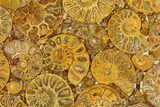 Composite Plate Of Agatized Ammonite Fossils #280998-1